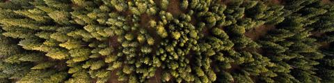 Environment - Domo® Sports Grass