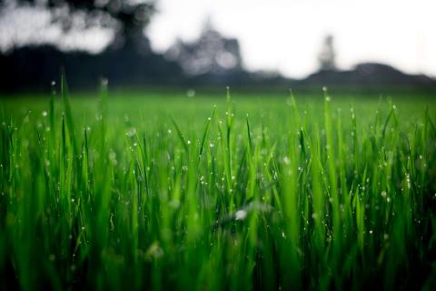 Natuurgras grasveld - Domo Terraefill- Domo Sports Grass